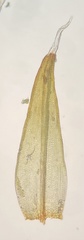 Schistidium liliputanum