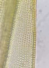 Schistidium liliputanum