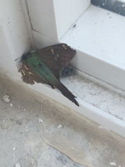 Ectomis metallescens