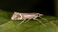 Hednota longipalpella