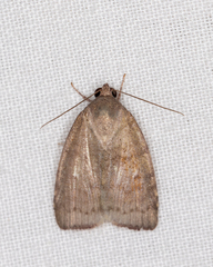 Austrocarea iocephala