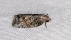 Etanna clopaea