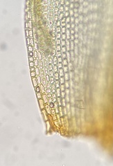 Schistidium liliputanum