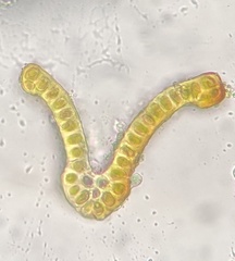 Schistidium liliputanum