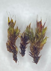 Schistidium liliputanum