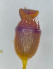 Schistidium liliputanum