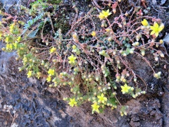 Sedum greggii