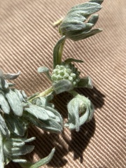 Psilocarphus oregonus