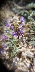 Astragalus nothoxys