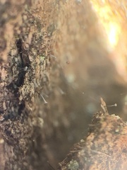 Chaenotheca xyloxena