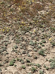 Psilocarphus oregonus