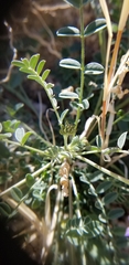Astragalus nothoxys