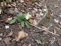 Orchis anthropophora