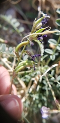 Astragalus nothoxys