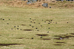 Sturnus vulgaris faroensis