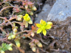 Sedum greggii