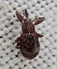 Anthonomus bituberculatus