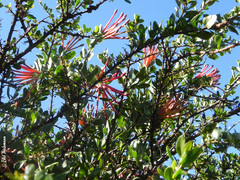 Tristerix verticillatus