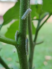 Mechanitis polymnia kayei