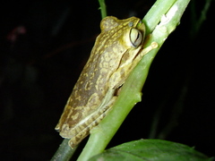 Boana bischoffi