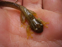 Aplastodiscus ehrhardti