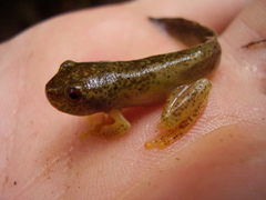 Aplastodiscus ehrhardti