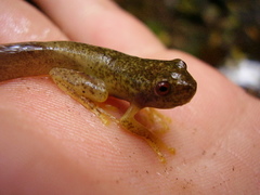 Aplastodiscus ehrhardti