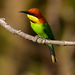 Chestnut-headed Bee-Eater - Photo (c) Afzal Hossain Khan, some rights reserved (CC BY-NC), uploaded by Afzal Hossain Khan
