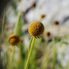 Helenium thurberi