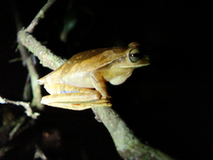 Boana bischoffi