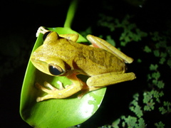 Boana bischoffi