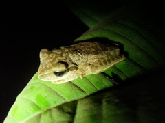 Boana bischoffi