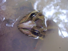 Leptodactylus paranaru