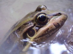 Leptodactylus paranaru