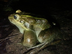 Leptodactylus paranaru
