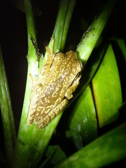Boana bischoffi
