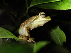 Boana bischoffi