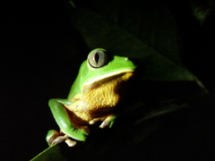 Phyllomedusa distincta