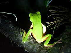 Phyllomedusa distincta