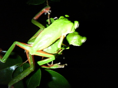 Phyllomedusa distincta