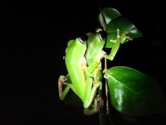 Phyllomedusa distincta