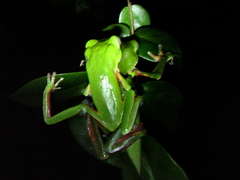 Phyllomedusa distincta