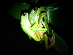 Phyllomedusa distincta