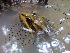 Leptodactylus paranaru