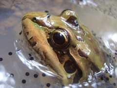 Leptodactylus paranaru