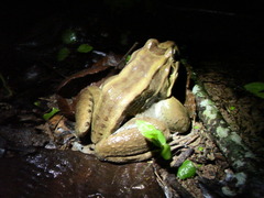 Leptodactylus paranaru