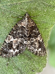Hydriomena albifasciata