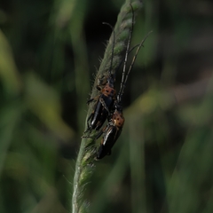 Oxymerus