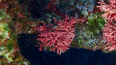 Tricleocarpa fragilis