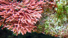 Tricleocarpa fragilis